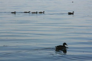 Wallersee Grosskonzert 2012 071
