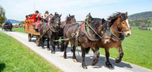 Georgiritt Sommerholz 2019 056